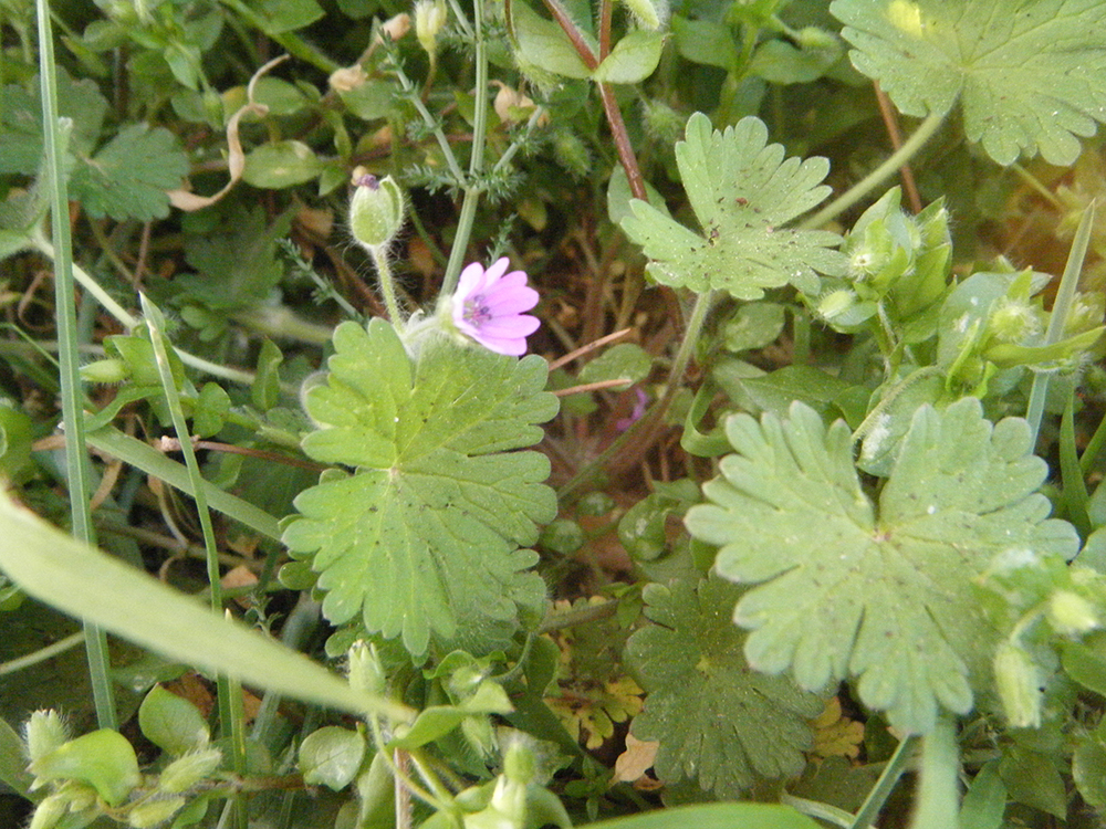 Geranium molle (Suassana)